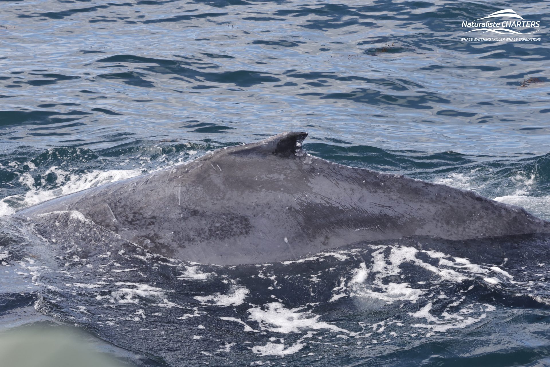 Humpback Whale